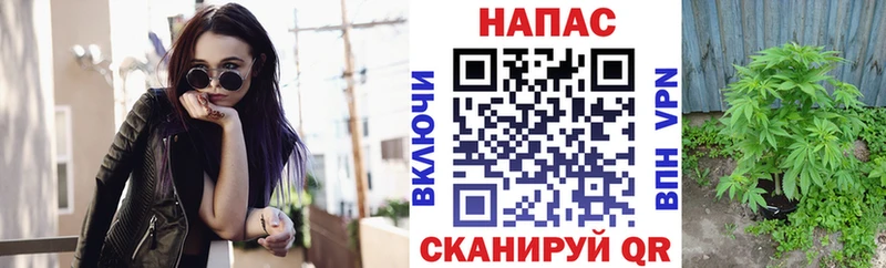 Купить  Шуя  МАРИХУАНА SATIVA & INDICA 
